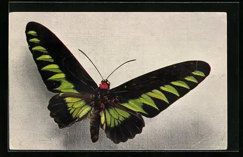 AK Schmetterling der Art Ornithoptera Brookeana