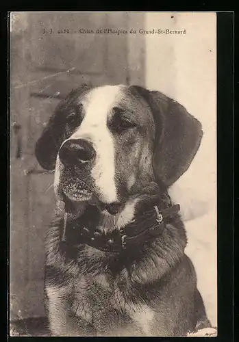 AK Chien de l`Hospice du Grand St. Bernard