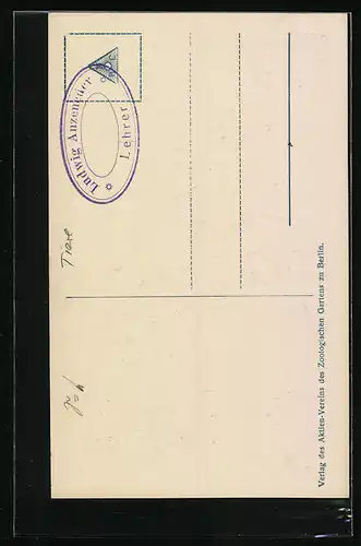 AK Berlin, Zoologischer Garten, Löwe