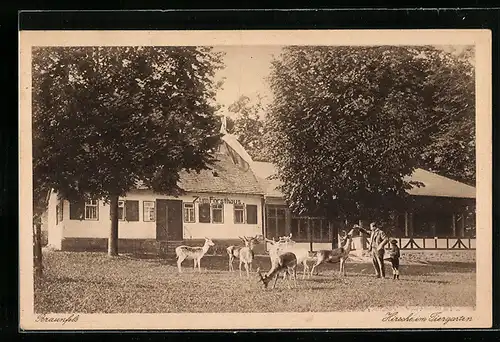 AK Braunfels / Hessen, Hirsche im Tiergarten