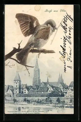 AK Ulm, Teilansicht mit Kirche