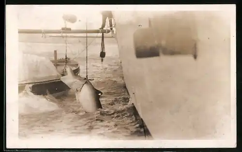 AK Fischer ziehen einen Hai aus dem Wasser