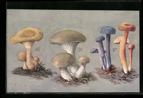 AK Schautafel verschiedener Pilze: Keulenstieliger Trichterling, Nebelgrauer Trichterling, Blauer und roter Lackbläuling