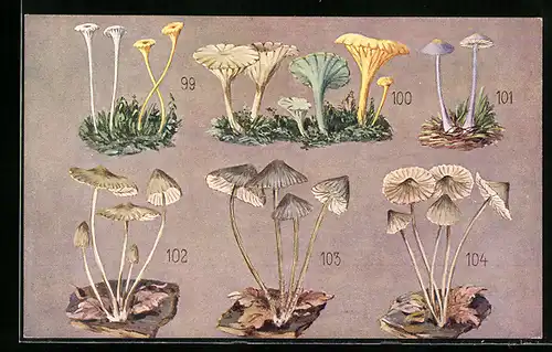 AK Essbare und giftige Pilze, Spangen-Nabeling, Schirmtragender Nabeling, Rosen-Helmling, Mützen-Helmling etc.