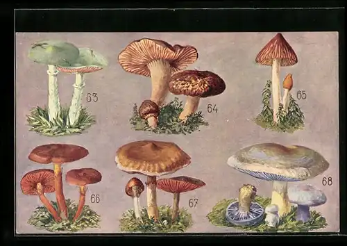 AK Essbare und giftige Pilze, Grünspanpilz, Eingerissener Faserkopf, Zimmetschwamm