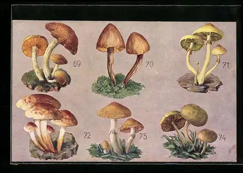 AK Pilze essbar und giftig, Schwefelkopf, Blasiger Kahlkopf, Tannen-Flämmling