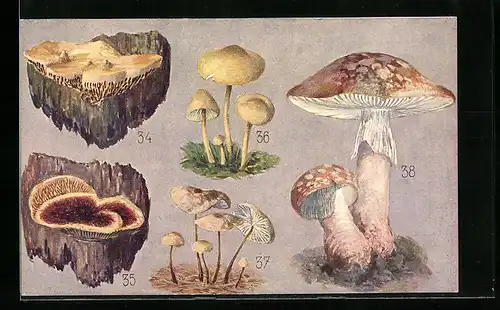 AK Eichen-Labyrinthschwamm, Zaunbewohnender Balkenschwamm, Nelken-Schwindling, Mousseron, Perlpilz