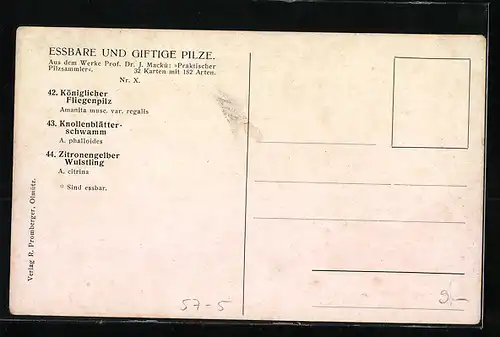 AK Königlicher Fliegenpilz, Knollenblätterschwamm, Zitronengelber Wulstling