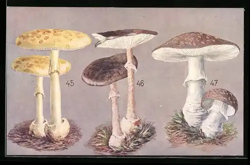 AK Pilze, Mappierter Wulstling, Purpurroter Manschettenpilz, Dicker Manschettenpilz