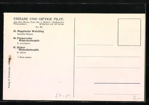 AK Pilze, Mappierter Wulstling, Purpurroter Manschettenpilz, Dicker Manschettenpilz