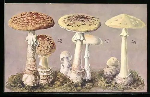 AK Königlicher Fliegenpilz, Knollenblätterschwamm, Zitronengelber Wulstling