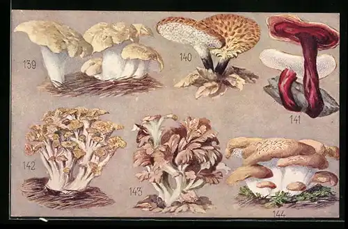 AK Schafeuter, Schuppiger, Lack- und Doldiger Porling, Eichhase, Semmelpilz