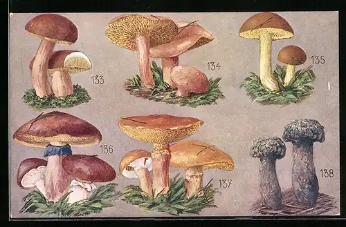 AK Maronenpilz, Kuhpilz, Schälpilz, Butterpilz, Zierlicher Röhrling und Schwarzer Schuppenröhrling