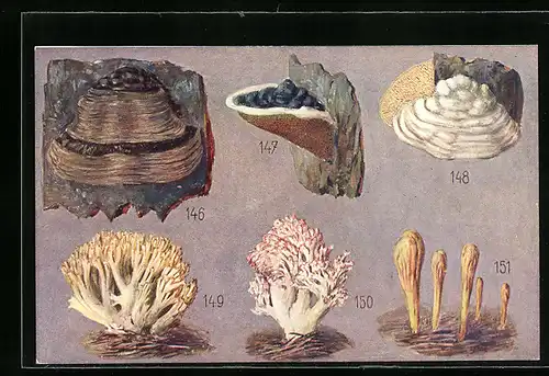 AK Essbare und giftige Pilze, Zunderschwamm, Korallenpilz, Riesen-Keulenpilz