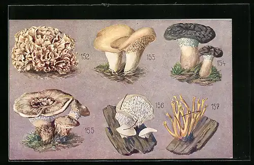 Künstler-AK Pilzarten Krause Glucke, Stoppelpilze, Zitterzahn, Hörnling