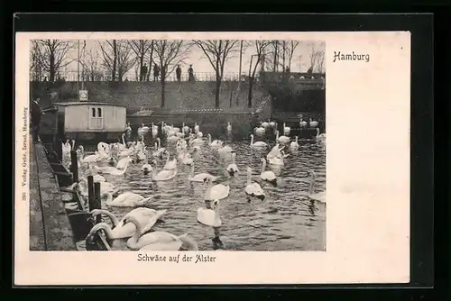 AK Hamburg, Schwäne auf der Alster, Hohenfelder Bucht am Schwanenwik