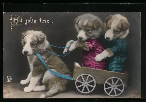 AK Hunde als vermenschlichte Tiere im Karren