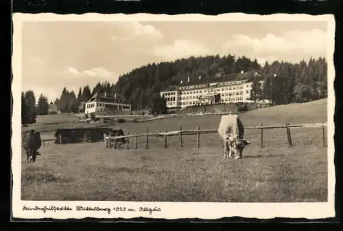 AK Mittelberg im Allgäu, Kühe auf der Weide vor der Kinderheilstätte