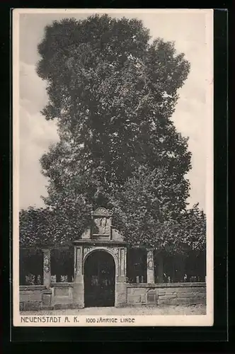AK Neuenstadt a. K., 1000 jährige Linde