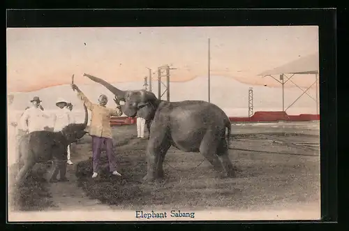AK Sabang, Elephant mit Jungem, Dressur-Vorführung