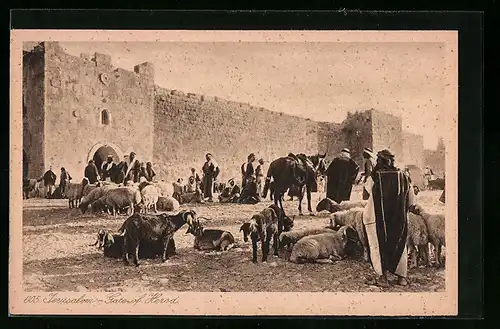 AK Jerusalem, Herodestor mit Vieh und Viehbesitzern