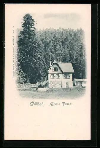 AK Wildbad, Grosse Tanne, Baum und Haus