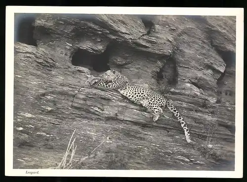 Fotografie unbekannter Fotograf, Ansicht Deutsch-Südwestafrika DSWA, Leopard, Raubkatze döst im Schatten einer Felswand