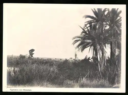 Fotografie unbekannter Fotograf, Ansicht Deutsch-Südwestafrika DSWA, Vegetation am Okawango