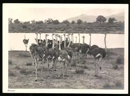 Fotografie unbekannter Fotograf, Ansicht Deutsch-Südwestafrika DSWA, Straussen-Schwarm vor Flussdurchquerung