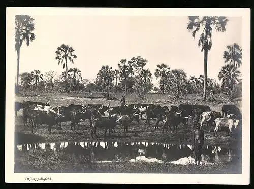 Fotografie unbekannter Fotograf, Ansicht Deutsch-Südwestafrika DSWA, Eingeborene mit Rinderherde am Otjimppollofeld
