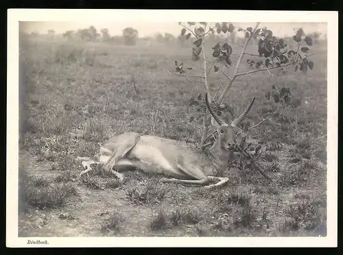 Fotografie unbekannter Fotograf, Ansicht Deutsch-Südwestafrika DSWA, Rindbock ruht sich aus