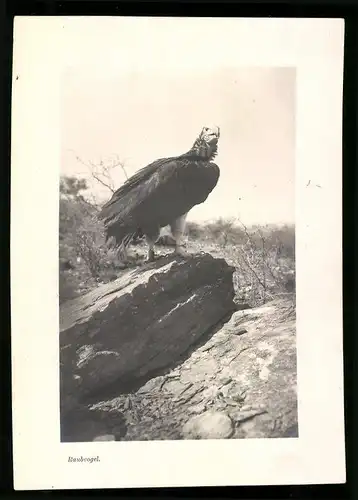 Fotografie unbekannter Fotograf, Ansicht Deutsch-Südwestafrika DSWA, Raubvogel auf einem Felsen sitzend