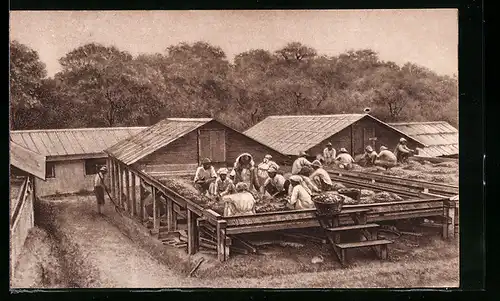 AK Arbeiter sortieren die Kakao-Bohnen