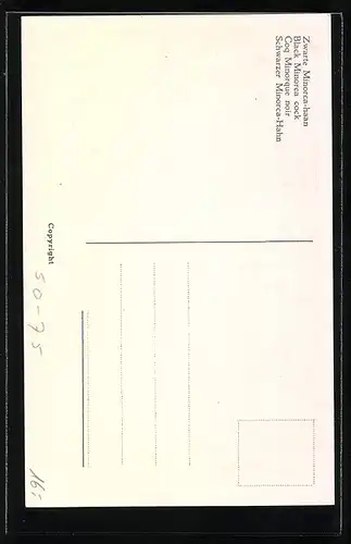 Künstler-AK Schwarzer Minorca-Hahn