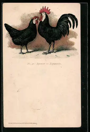 Künstler-AK Spanier Hühner