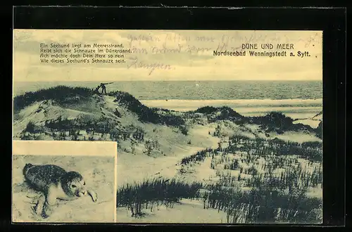 AK Wenningstedt a. Sylt, Düne und Meer, Seerobbe