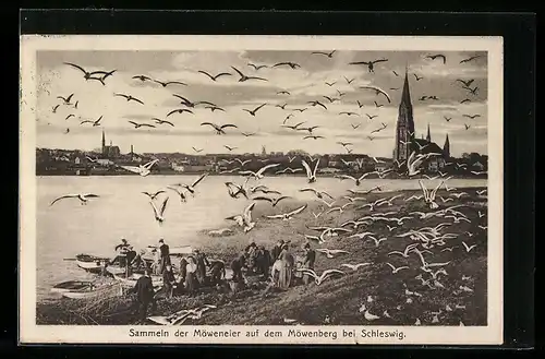 AK Schleswig, Sammeln der Möweneier auf dem Möwenberg