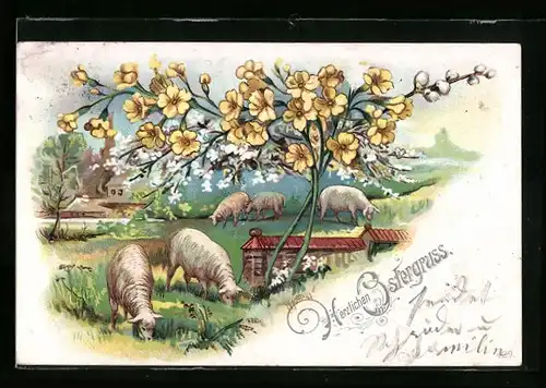 AK Weidende Lämmer auf der Wiese zu Ostern
