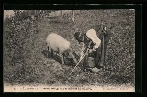 AK Périgueux, Deux Périgords trouvant la Truffe, Bauer mit Trüffelschwein bei der Pilzsuche