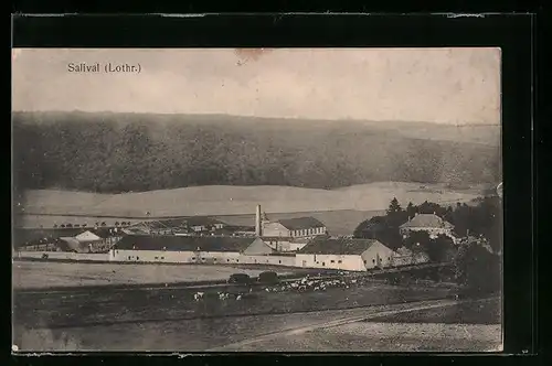 AK Salival, vue d`ensemble, des vaches dans les prés