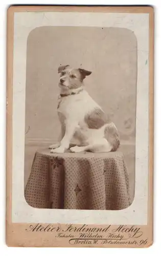 Fotografie Ferdinand Hechy, Berlin, dicker Terrier Hund posiert sitzend auf einem Tisch