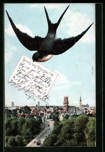 AK Münster i. W., Teilansicht und Strassenpartie mit Strassenbahn, Schwalbe mit Nachricht