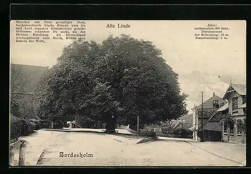 AK Bordesholm, Strassenpartie an der alten Linde