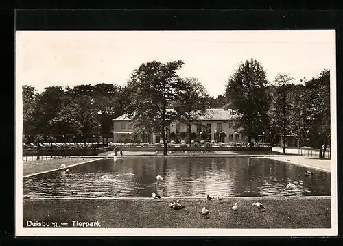 AK Duisburg, Tierpark, Wasseranlage mit Vögeln