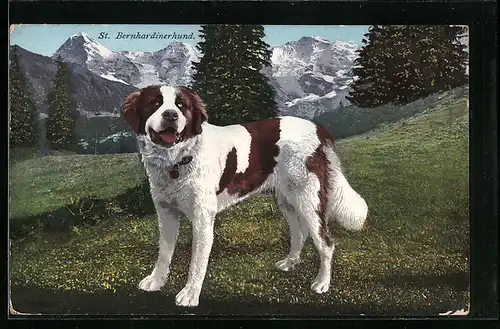 AK Bernhardinerhund auf einer Almwiese