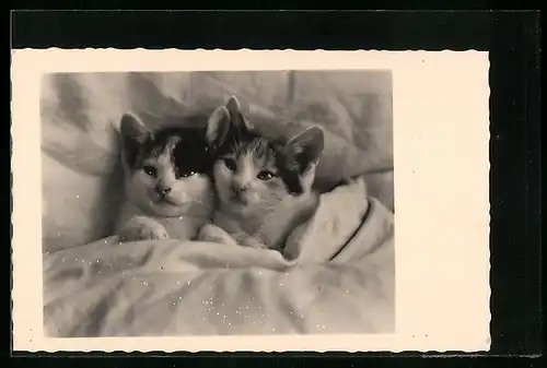 AK Zwei junge Katzen unter der Bettdecke