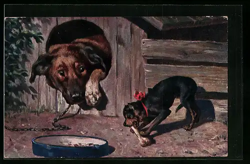 AK Terrier knabbert an einem Knochen und wird dabei von einem Hund aus seiner Hundehütte beobachtet