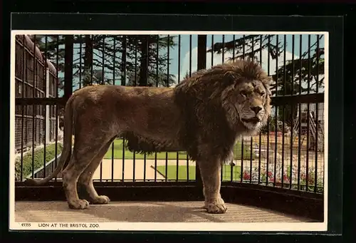 AK Bristol, Löwe hinter Gittern im Zoo