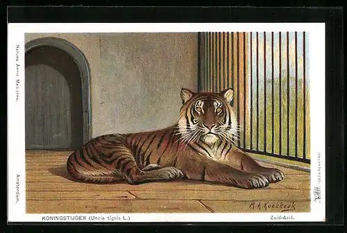 Künstler-AK Zuid-Azie, Koningstijger, Königstiger im Gehege