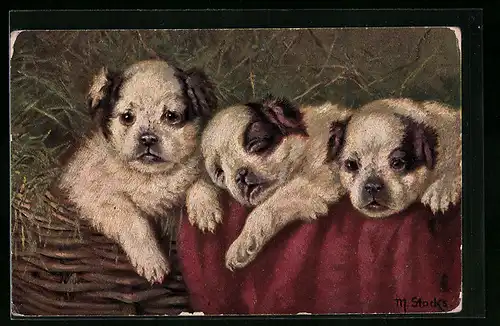 AK Drei Hundewelpen in einem Korb